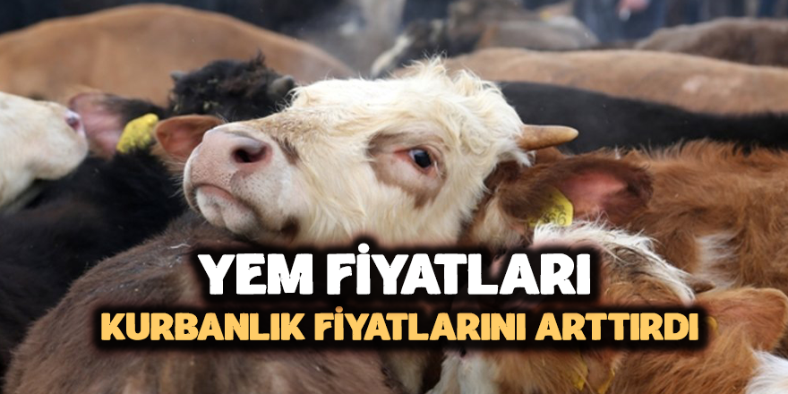 Yem Fiyatı Kurbanlıklara Yansıyor