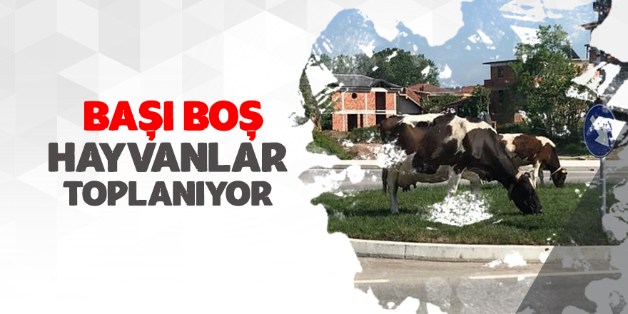 Belediye Hayvanları Toplayacak